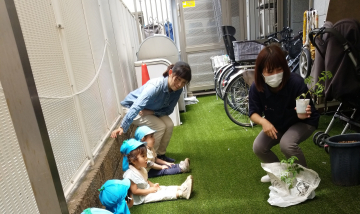 ミニトマトの苗植え