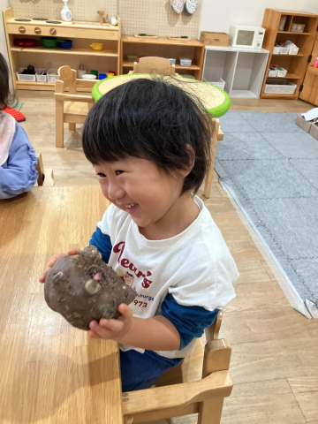 こんにゃくいもってなあに？